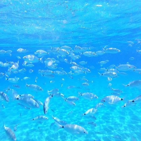 Almond House Vacation Ever Marongiu