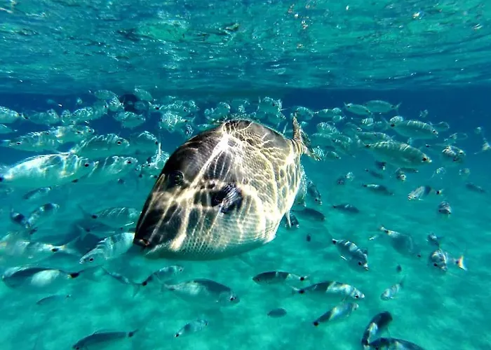 度假居 Almond House Vacation Ever